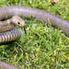 Eastern Brown Snakes like grassy habitats