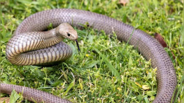 Eastern Brown Snakes like grassy habitats