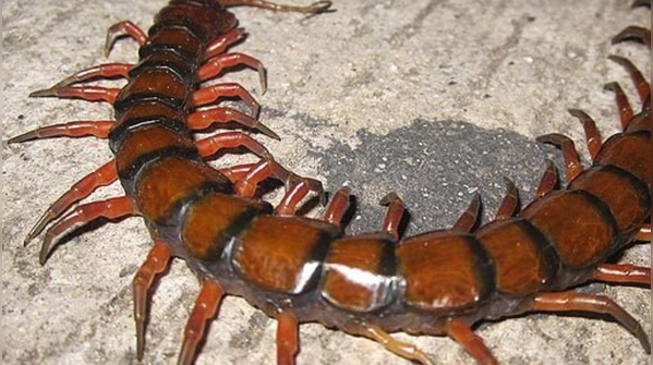 It is the largest centipede species in the world