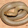 The head shape is narrow and round