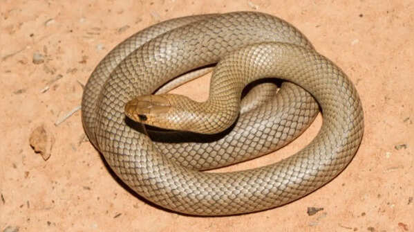 The head shape is narrow and round