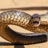 They vary in colour from pale to dark