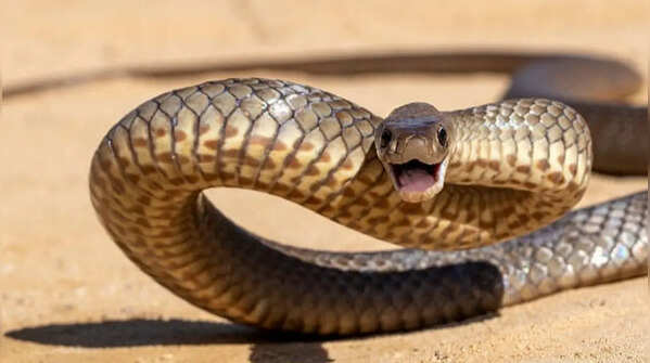 They vary in colour from pale to dark