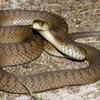 It has a relatively slender body shape