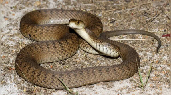 It has a relatively slender body shape