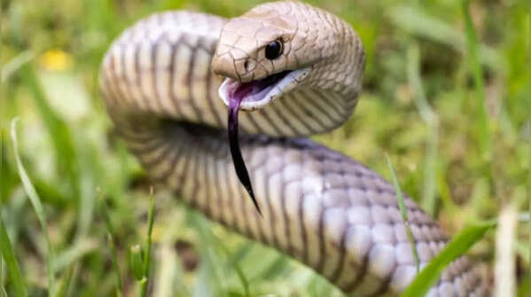 How to identify an eastern brown snake safely