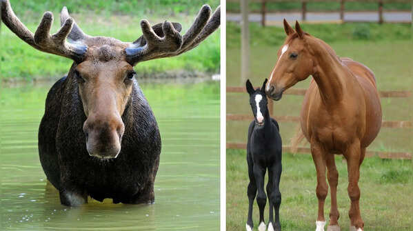 These 5 unusual animals also produce milk