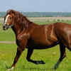 Mare (female horse)