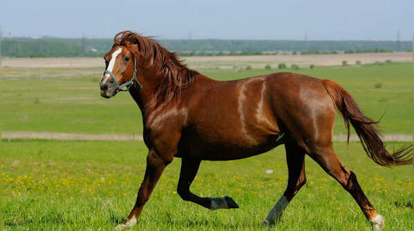 Mare (female horse)