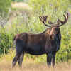 Moose