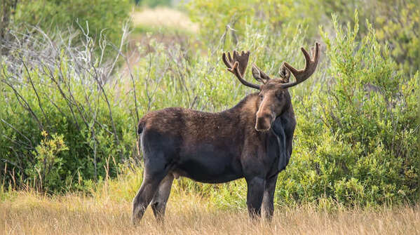 Moose