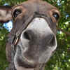 Donkey