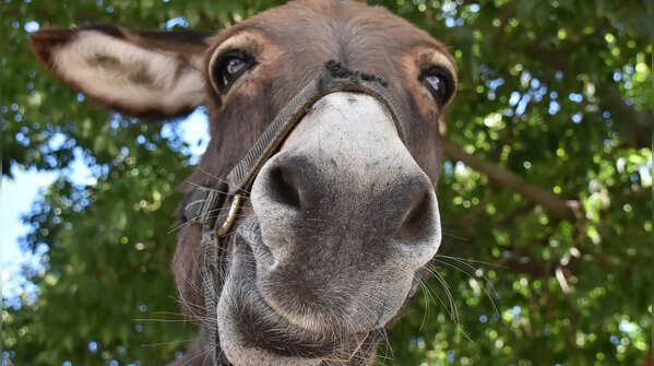 Donkey