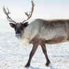 Reindeer