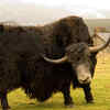 Yak