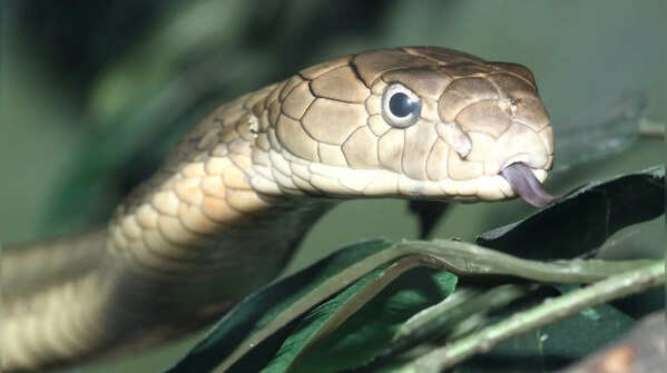 They avoid humans more than people think
