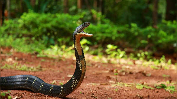 They are incredibly intelligent for snakes