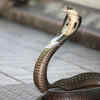 Article image for: Baby King Cobras are dangerous from day one