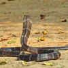 A mother King Cobra guards her eggs aggressively