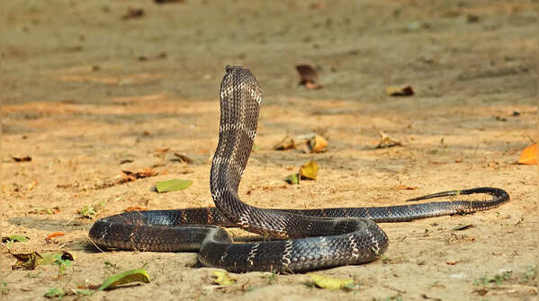 A mother King Cobra guards her eggs aggressively