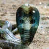 Its venom is powerful enough to kill an elephant
