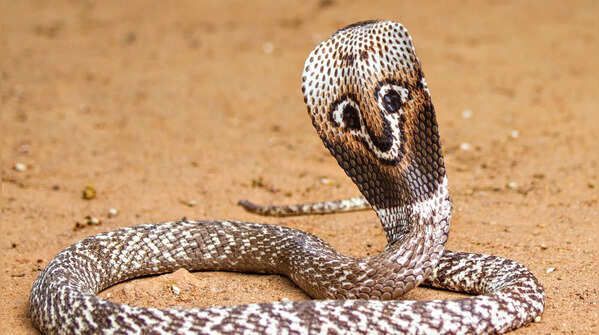 It mostly eats other snakes