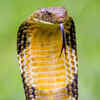 It is the world’s longest venomous snake