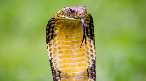 It is the world’s longest venomous snake