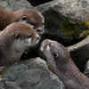 Not all otters love to swim