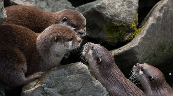 Not all otters love to swim