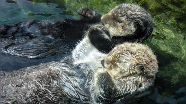 They hold hands while sleeping