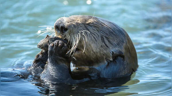 They eat fish
