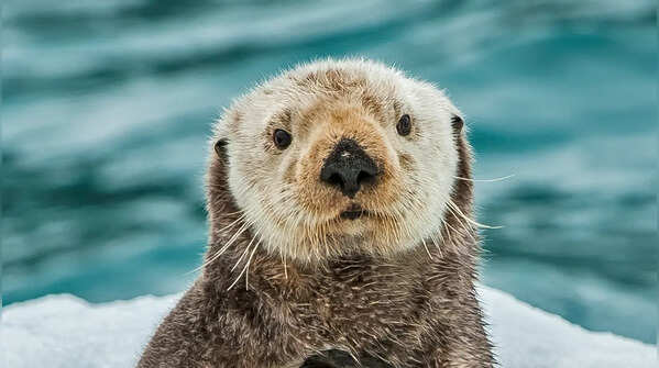 Otters are closely related to wolverines: 7 facts that will surprise you