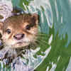 They have denser fur than any other mammal