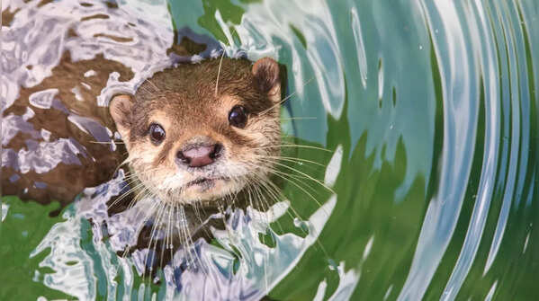 They have denser fur than any other mammal