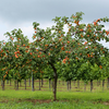 Himachal’s Fruit-Wine Belt