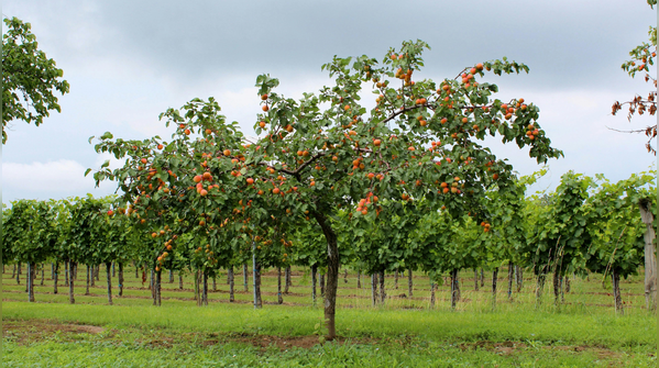 Himachal’s Fruit-Wine Belt