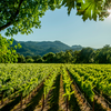 ​Hampi Hills Wine Region, Karnataka