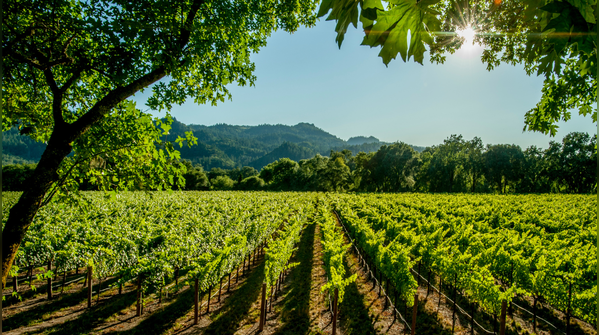 Hampi Hills Wine Region, Karnataka