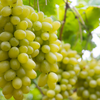 Nandi Hills Wine Country, Karnataka