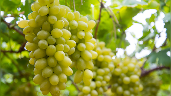 Nandi Hills Wine Country, Karnataka