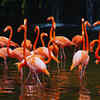 Bhitarkanika National Park, Odisha