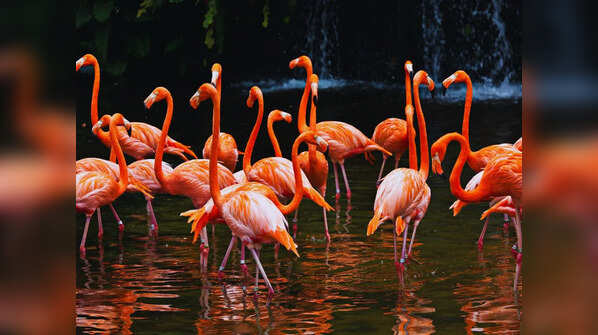 Bhitarkanika National Park, Odisha