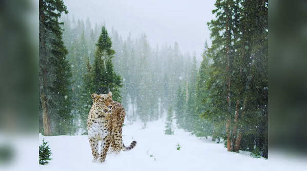 Great Himalayan National Park, Himachal Pradesh