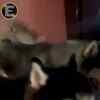 Article image for: Tilak Varma Shares Adorable Moments With Pet Trigger