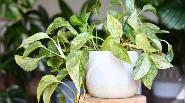 Pothos (Epipremnum aureum)