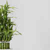 Lucky Bamboo (Dracaena sanderiana)