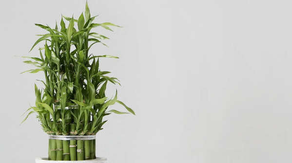 Lucky Bamboo (Dracaena sanderiana)
