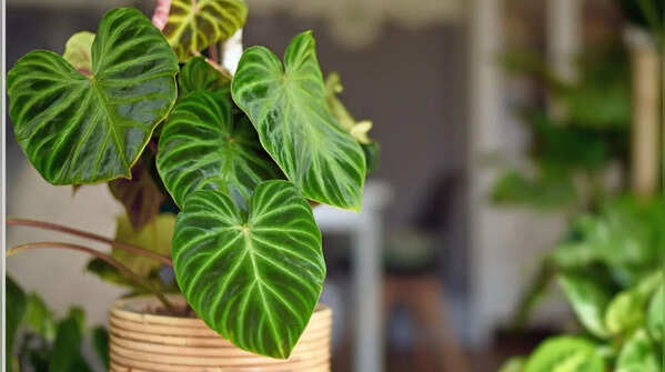Philodendron