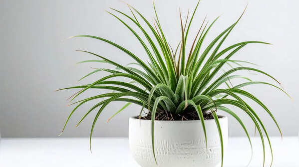 Indoor plants that you can grow without soil